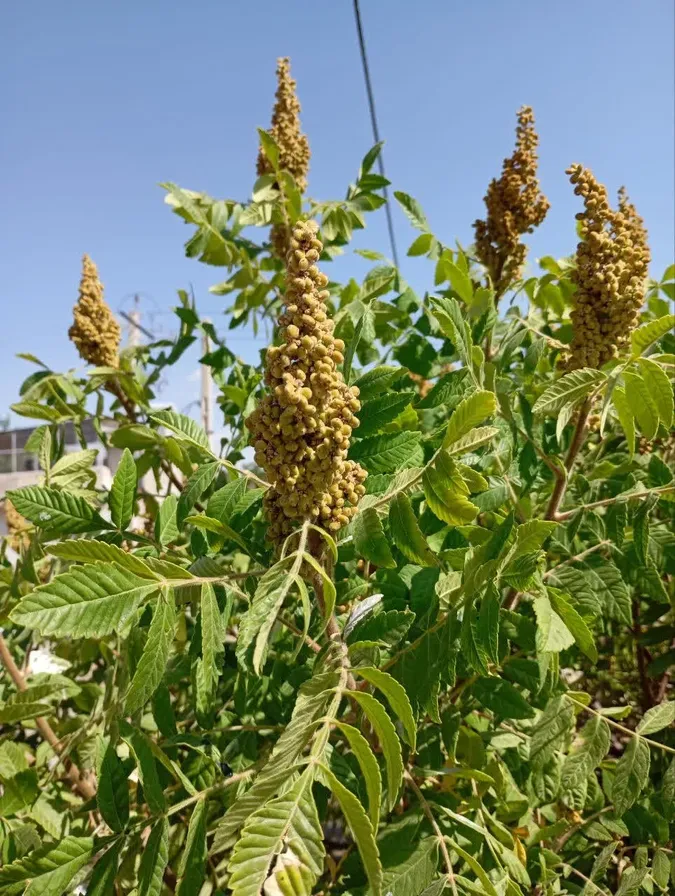 سماق جبلي خام — حبّ